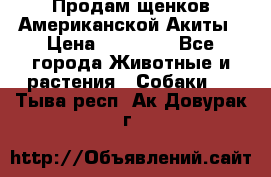 Продам щенков Американской Акиты › Цена ­ 25 000 - Все города Животные и растения » Собаки   . Тыва респ.,Ак-Довурак г.